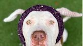 Vet Tech Knits Headband with Floppy Ears to Help Earless Pit Bull Mix Feel Good and Find a Home