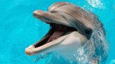 Florida Dolphin Found Infected With Bird Flu