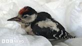 Rare woodpecker found injured in Guernsey nursed back the health