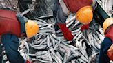 Piden que la suspensión de las retenciones alcance a la actividad pesquera