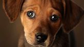 Aumentan mascotas abandonadas en Austin; buscan a adoptantes