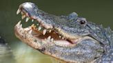 Man Killed By 11-Foot Alligator At South Carolina Pond