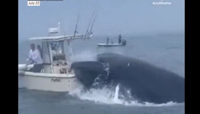 Viral: Whale flips fishermen's boat, coast guard, good samaritans rush to rescue