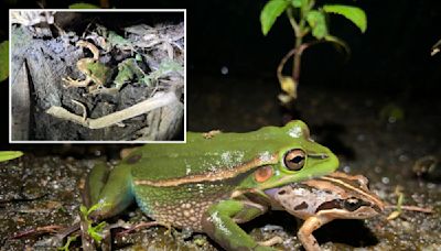 Female frogs may eat male suitors after mating call in act of ‘sexual cannibalism,’ new theory suggests