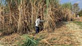 India's sugar production slips, mill closures accelerate