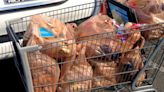 How one grocery shopper takes steps to avoid 'pointless plastic'