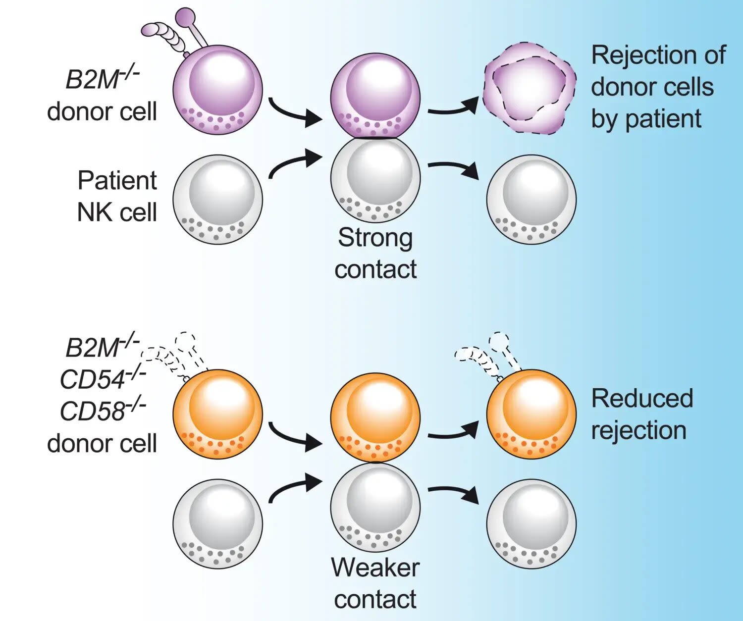 Q&A: New strategy can improve cell therapy against cancer