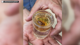 Chicago area microbrewery introduces Cicada-Infused Malört​