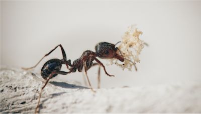 他DIY自己解決 驚見：螞蟻在吃我的子孫！ | 蕃新聞