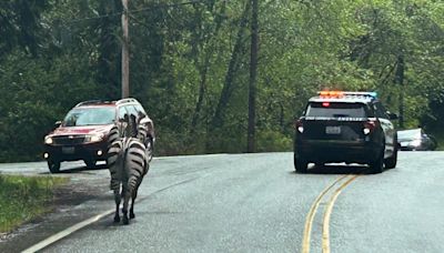 Zebra Gang Escape Petting Zoo With Daring Interstate Run, One Still On The Lam