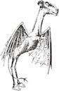 Jersey Devil