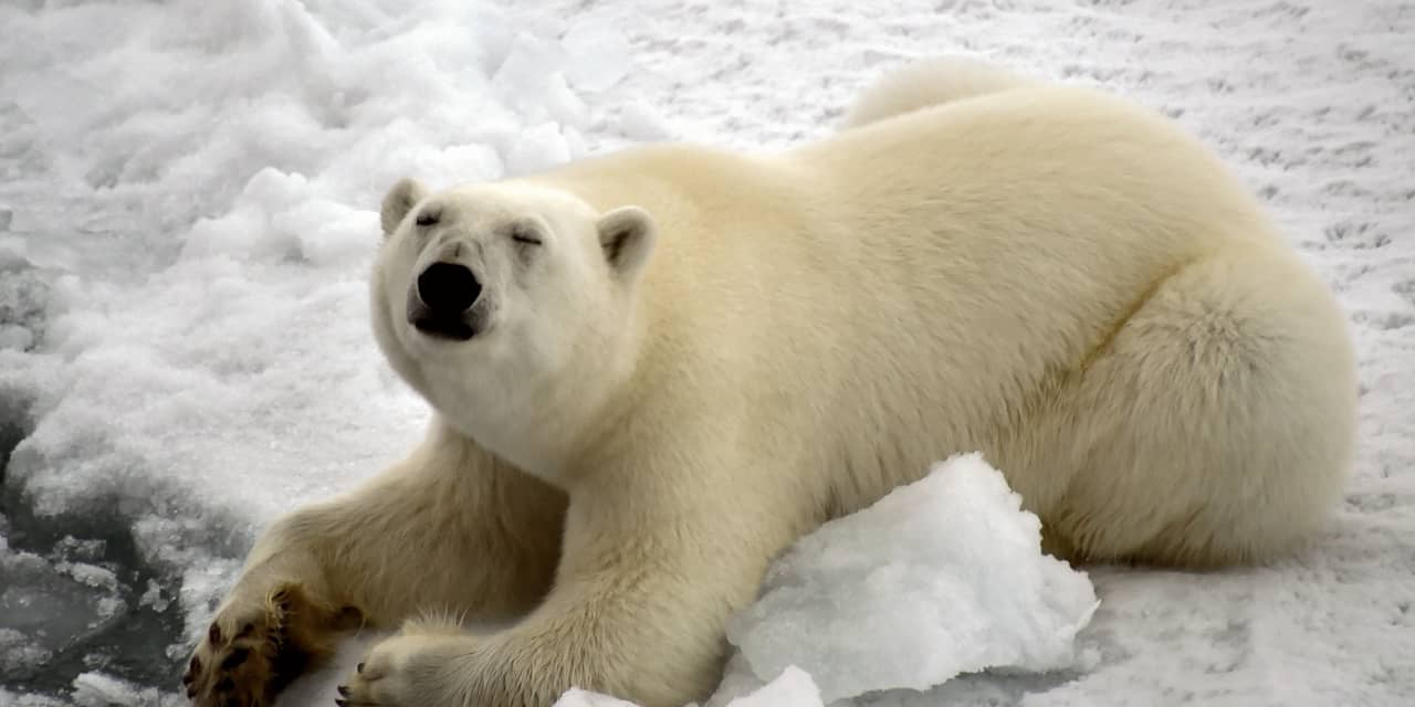 Opinion | Polar Bears, Dead Coral and Other Climate Fictions