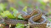 Full list of every snake found in UK gardens and if they are dangerous