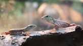 Nashville Zoo becomes first to hatch mysterious crocodile tegu