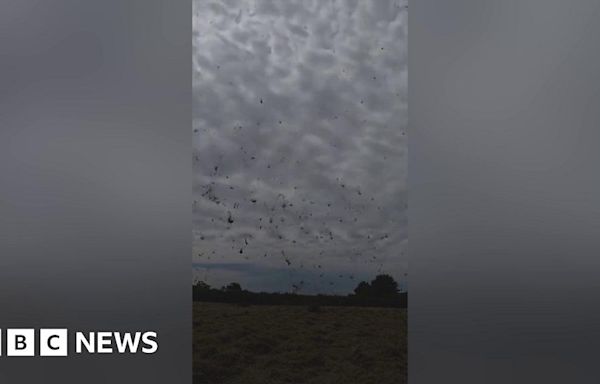 Dust devil turns 'hay devil' in Devon farmer's field