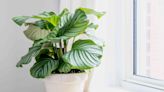 How to Grow and Care for Calathea Orbifolia