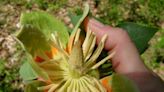 Distinctive bloom from this tree often lands at your feet | Mystery Plant