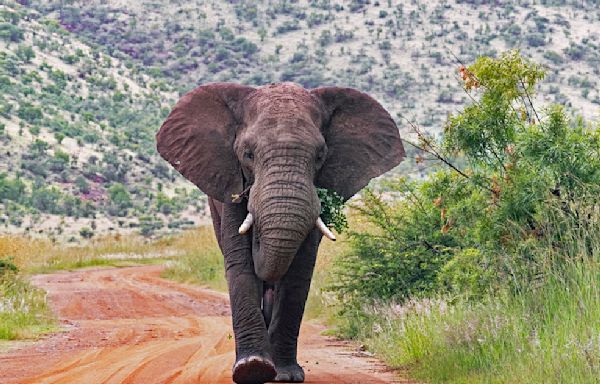 Elephants trample tourist to death in after he left fiancée in car to take photos in South Africa