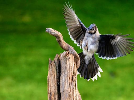 Blue Jay's Majestic Landing at Bird Feeder Is Like Something Out of 'Top Gun'