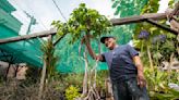 The Oaxacan-born cook caring for Yamaguchi Nursery's historic bonsai collection