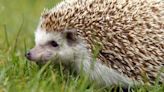 Let’s be honest, all regulation – even hedgehog holes – costs public money