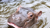 Baby Hippo Taking a Swim at Kansas Wildlife Park Is Full of Sweetness