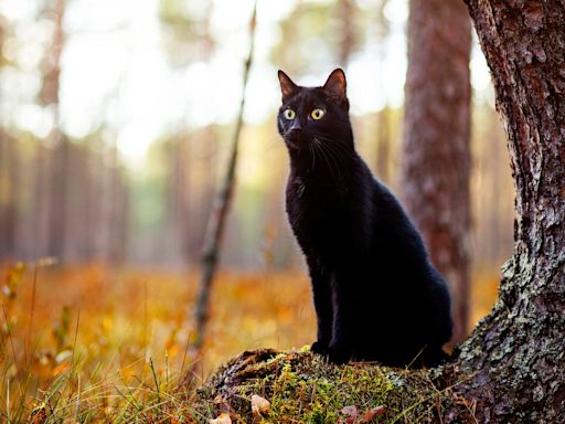 The Friday the 13th superstitions that carry on to this day