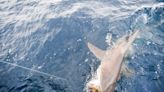 Why are sharks stealing offshore fish catches? Add this theory to the list | FISHING ROUNDUP