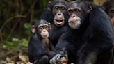 Boom in mining for renewable energy minerals threatens Africa’s great apes