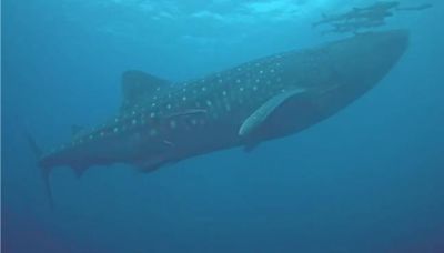 10米長鯨鯊現身澎湖南方四島 與巨獸共游太震撼 - 生活