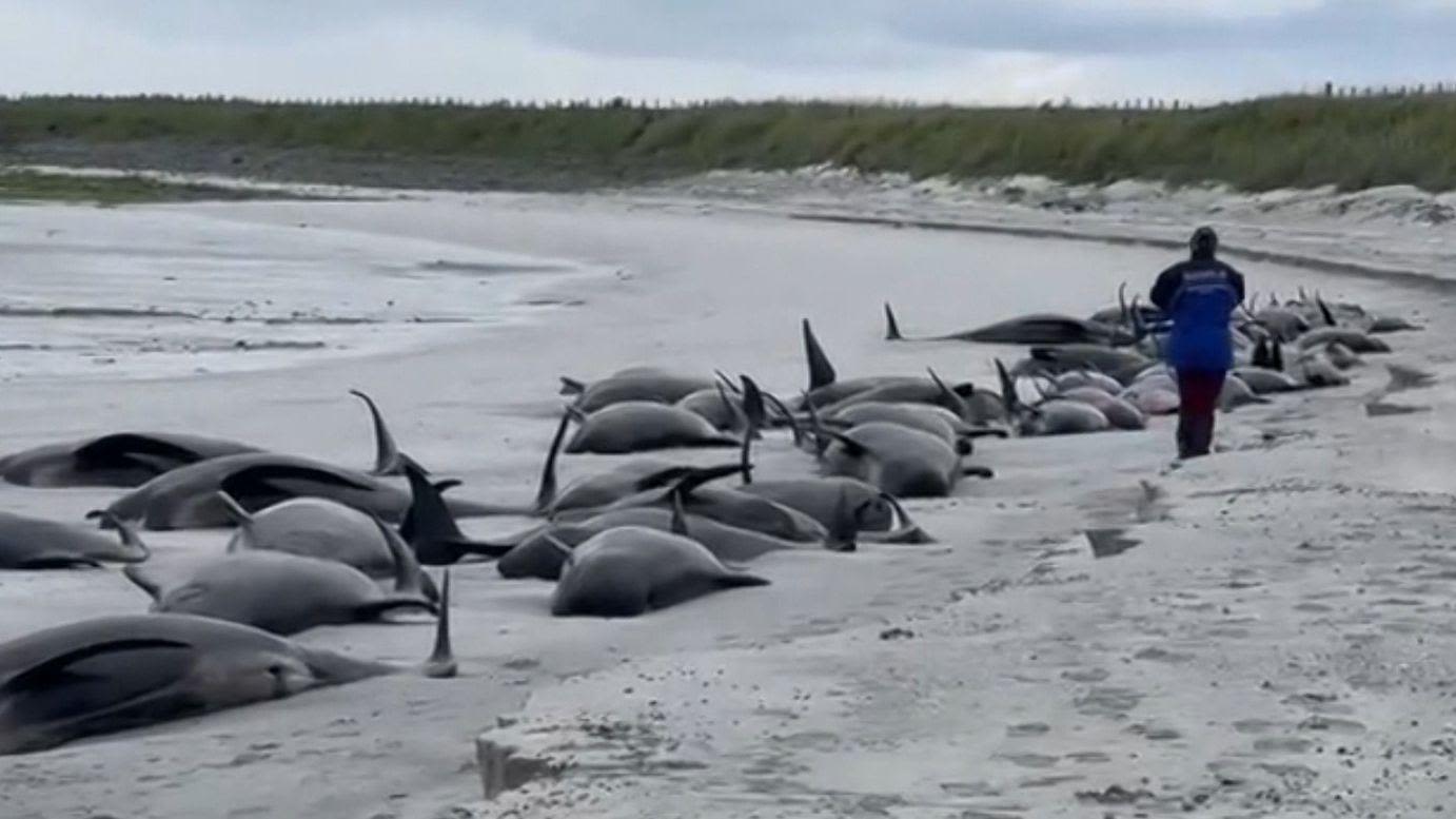 Whole pod of 77 whales die in 'biggest mass stranding in decades'