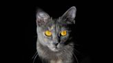 Cats and Other Mammals Can Glow in the Dark, Study Finds