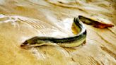 La anguila: el animal más misterioso podría extinguirse antes de que logremos entenderlo