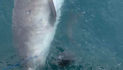 Tiger shark vomits entire spikey land creature in rare sighting: 'All its spine and legs'