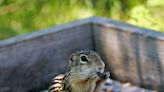 Goetze: These tiny critters can delight. Ground squirrels live and hibernate here.