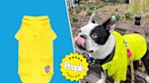 The 7 Best Dog Raincoats of 2024, According to Real Pet Parents