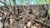 Pune: ARAI Under Fire For Damaging Tree Roots During Trench Digging