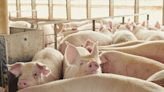 University of Arkansas researchers find slow-growth diet better for pig health | Arkansas Democrat Gazette