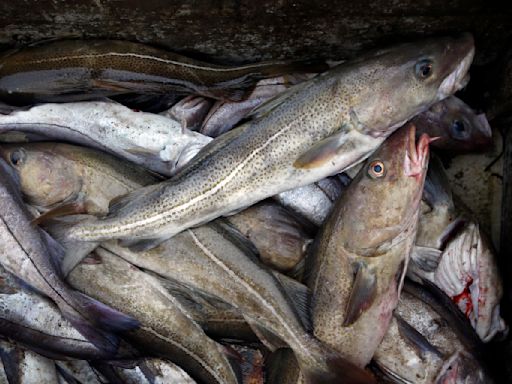 Canada ends cod moratorium in Newfoundland after more than 30 years