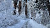 Giant Forest at Sequoia National Park to close due storm