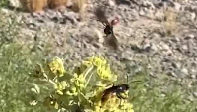 Viral 'Tarantula Hawk' Pepsis Wasp inherent part of Las Vegas ecosystem