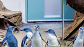 New home for the holidays: Birch Aquarium takes in five new penguins