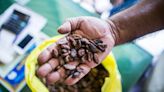 Cocoa Hits Lowest in a Month as Wild Price Swings Grip Market