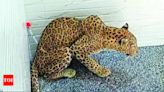 Leopard rescued from house in Dhari Rajkot | Rajkot News - Times of India