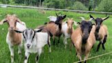 The Valley Reporter - Goats and sheep graze on knotweed in several Valley locations