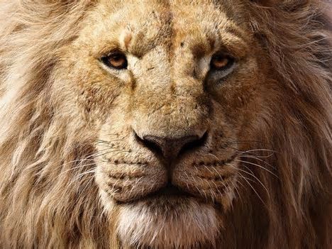 'Mufasa: El rey león': Fecha de estreno, sinopsis, reparto de voces y todo lo que sabemos de la precuela de Disney