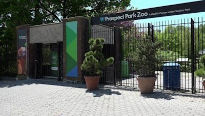 Prospect Park Zoo nears reopening after almost 8 months