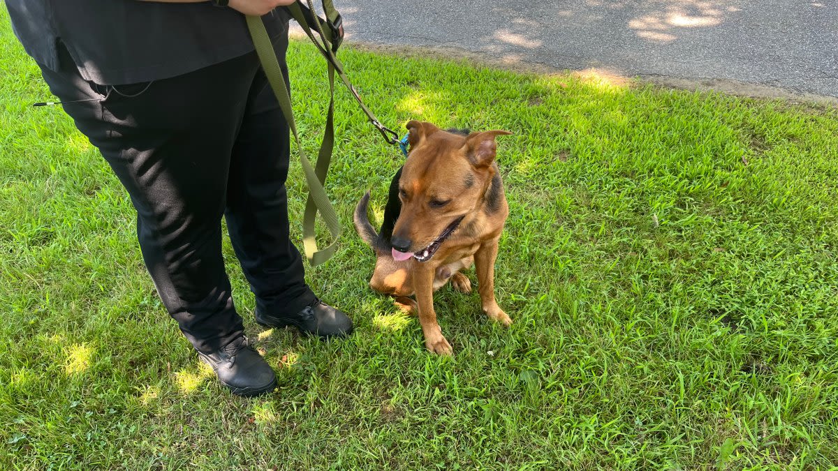 Burlington dog pound urges people to adopt as shelter reaches capacity