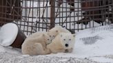 Churchill aims to be the world’s first “polar bear safe community”