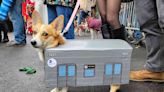 See the Cutest Costumed Pups from New York City's Halloween Dog Parade